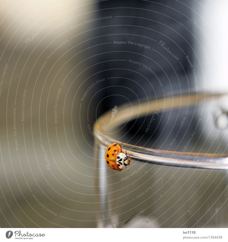 Ladybird at the edge of the glass Animal Sun Sunlight Autumn Warmth Garden Park Wild animal Beetle Animal face Asian ladybird 1 drinking glass Athletic pretty