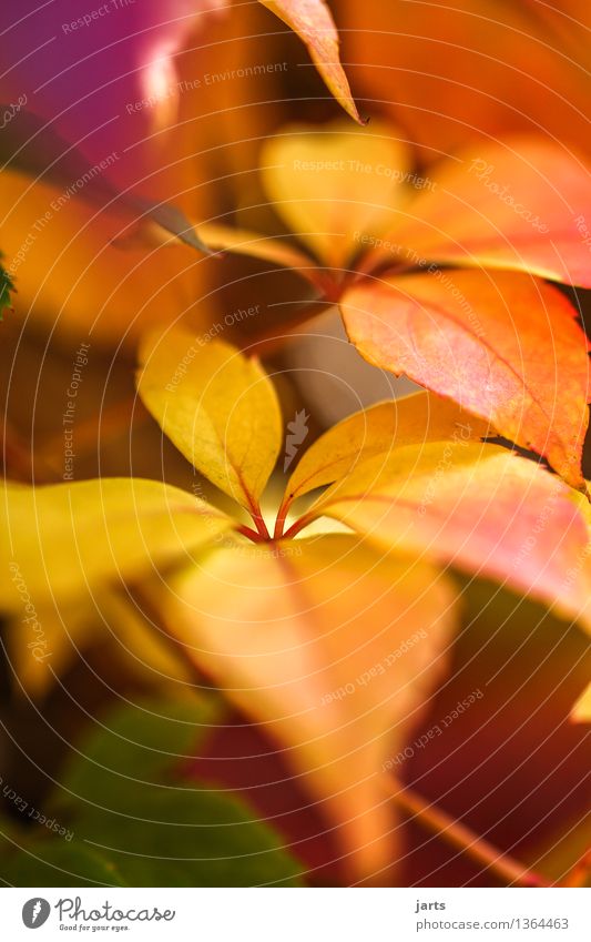 AutumnGold Plant Beautiful weather Bushes Leaf Foliage plant Fresh Bright Natural Orange Red Nature Vine leaf Colour photo Multicoloured Exterior shot Close-up