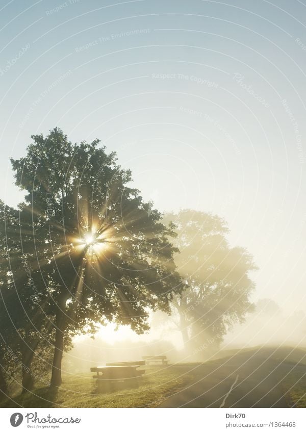 Sunrise in the fog at the dike with tree and resting place Fog Shroud of fog wafts of mist Morning fog Morning fog in autumn Sunlight morning light Haze steamy