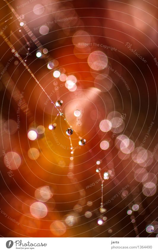 autumn curtain VI Drops of water Autumn Beautiful weather Simple Elegant Fresh Bright Wet Natural Nature Spider's web Dew Colour photo Exterior shot Close-up