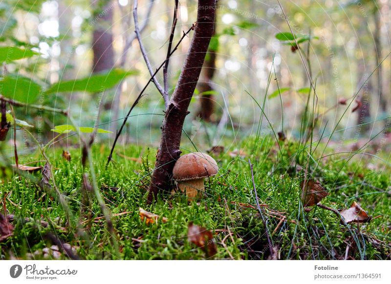 snuggle Environment Nature Landscape Plant Autumn Beautiful weather Tree Grass Moss Forest Natural Brown Green Mushroom Mushroom cap Colour photo Multicoloured