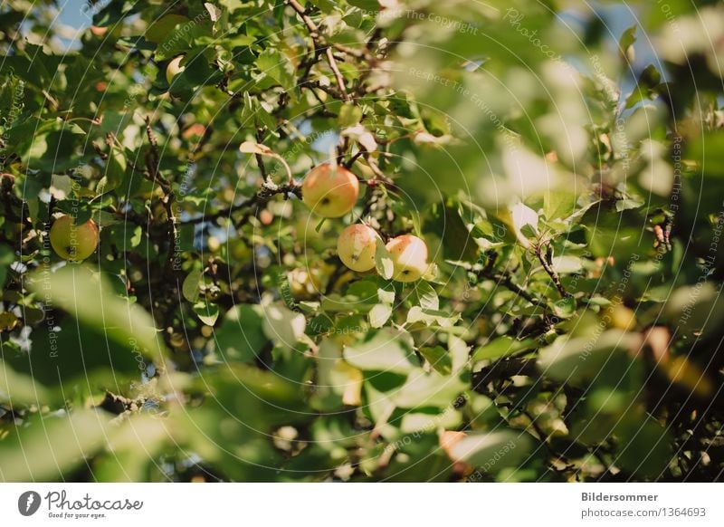 apples Fruit Apple Nutrition Nature Summer Autumn Beautiful weather Tree Leaf Garden Growth Apple tree Apple harvest must Apple juice harvest season