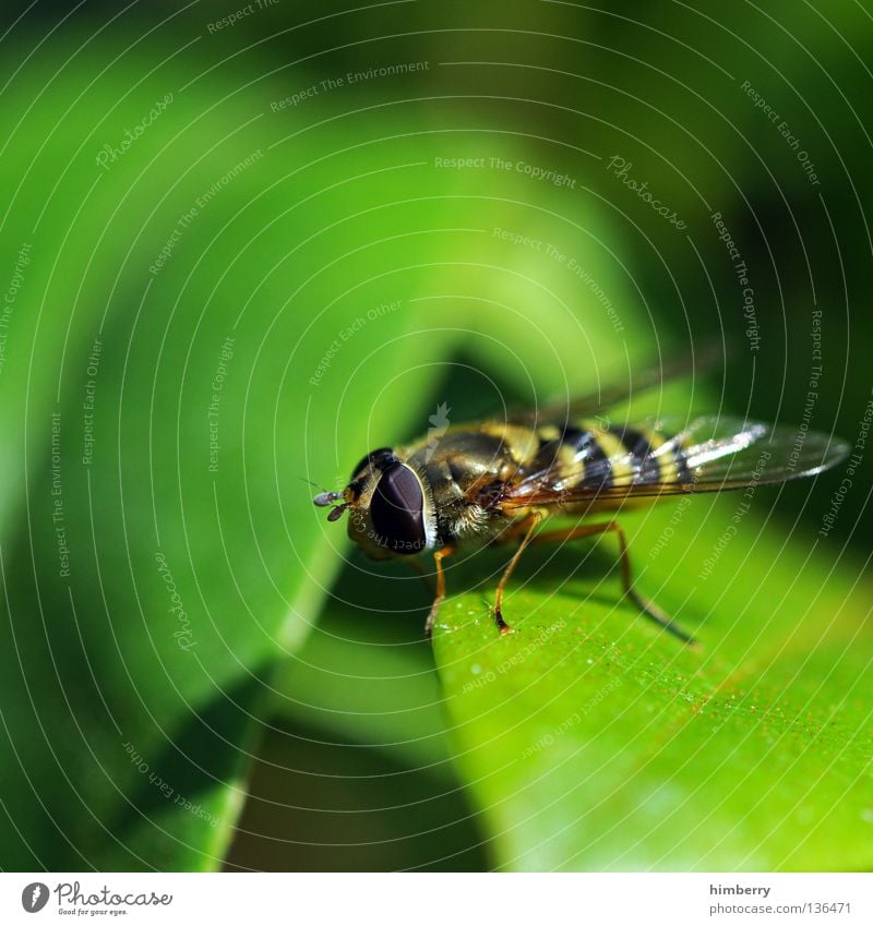 StandBy Wasps Insect Living thing Leaf Hover fly Park Zoo Macro (Extreme close-up) Close-up Fly Flying Wing insectum Life eyes flys legs episyrphus Nature