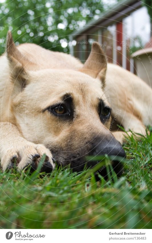 Watchdoggy Style Dog Grief Grass Doze Puppydog eyes Meadow Guard Thief Break-in Testing & Control Calm Caress Loyalty Mammal Lie Looking Sadness Fatigue