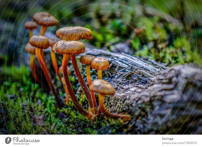 cohesion Environment Nature Landscape Plant Animal Earth Moss Garden Park Meadow Field Forest Looking Illuminate Growth mushroom group Mushroom Mushroom cap