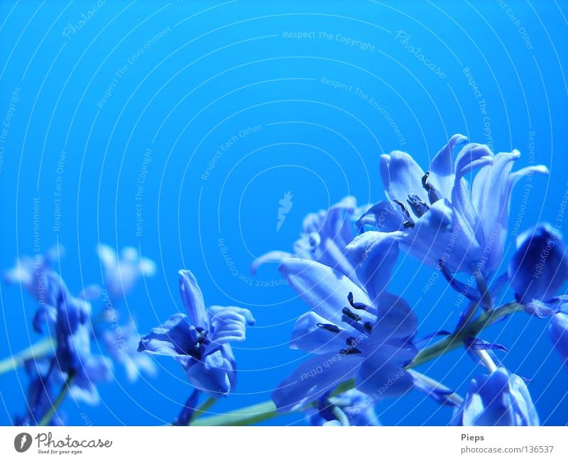 Blue hyacinth flowers Colour photo Close-up Detail Macro (Extreme close-up) Copy Space top Day Joy Calm Plant Sky Spring Flower Blossom Blossoming Life