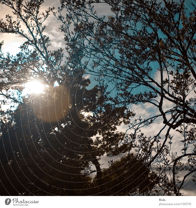 Leafy sky. Tree Wood flour Forest Branched Sky blue Clouds Dark Gray Black Summer Autumn Seasons Dazzle Beautiful Square trees leef leefs Twig ramified Blue Sun