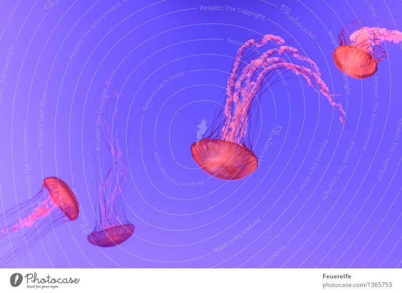 four shining jellyfish in the water Water Ocean Animal Jellyfish Aquarium 4 Swimming & Bathing Esthetic Exceptional Fluid Blue Pink Red Contentment Movement