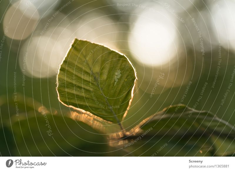 In the late sunlight... Nature Plant Sun Beautiful weather Tree Leaf Forest Illuminate Growth Green Calm Colour photo Exterior shot Detail