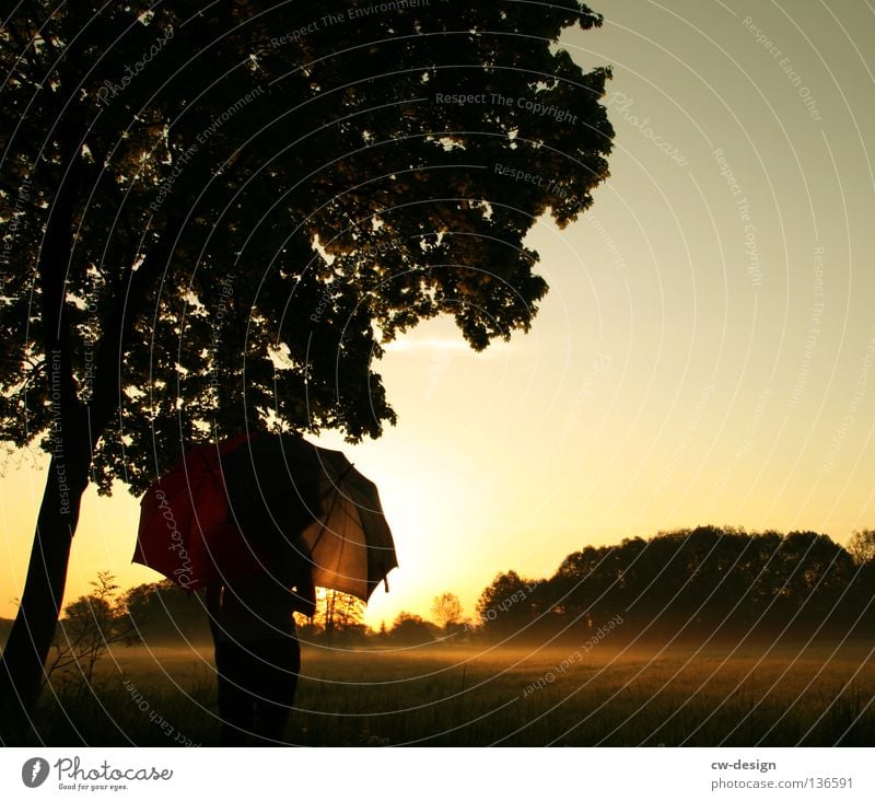 EARLY RISER I Field Meadow Fog Umbrella Sunshade Man Grass Tuft of grass Tree Forest Morning Dew Drops of water Hover Red White Blade of grass Plant Damp Wet