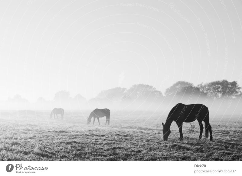 fade to grey Ride Equestrian sports Nature Landscape Cloudless sky Horizon Beautiful weather Fog Meadow Pasture Animal Pet Farm animal Horse Black horse 3