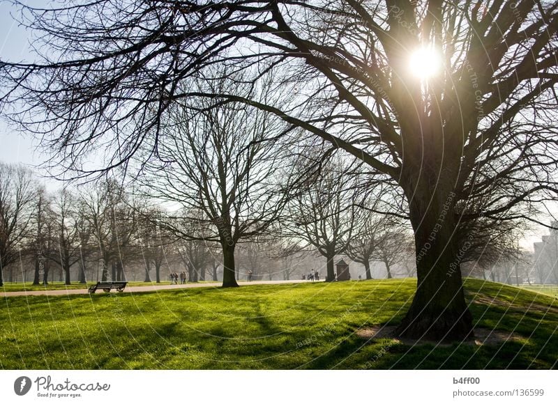 backlight park Park Morning Oversleep Fog Meadow Fresh Green Juicy Downtown Grass Tree Back-light Calm Deserted Loneliness Peace Garden slightly foggy Landscape