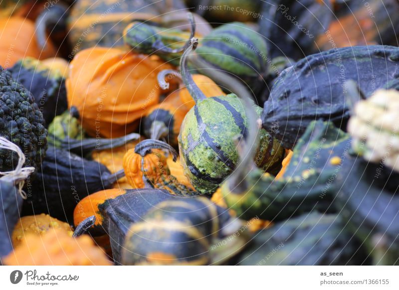 autumn market Wellness Life Harmonious Senses Calm Thanksgiving Hallowe'en Environment Nature Plant Autumn Pumpkin Illuminate Lie Friendliness Round Warmth