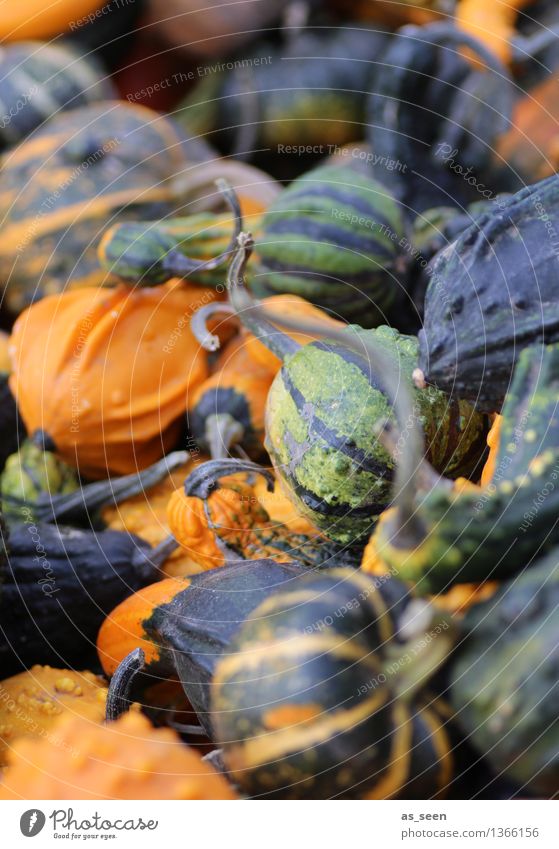 pumpkins Shopping Exotic Life Senses Thanksgiving Hallowe'en Environment Nature Plant Autumn Agricultural crop Pumpkin Illuminate Lie Authentic Round Many Green