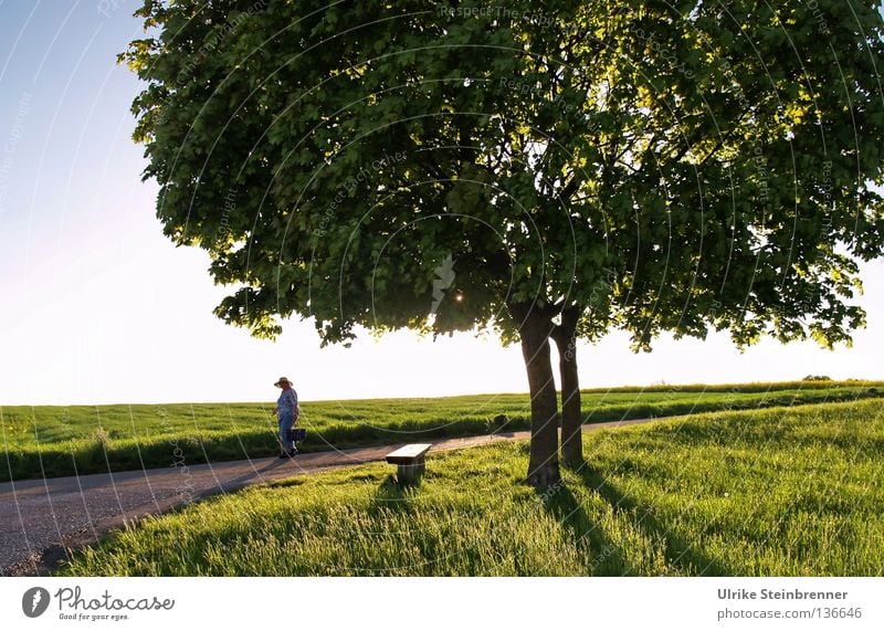 Old woman with straw hat passes a pair of trees Healthy Hiking 2 Human being Environment Nature spring Grass flaked Meadow Field Street Lanes & trails Hat