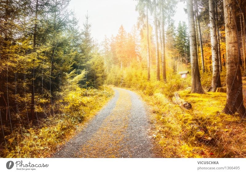 Beautiful autumn forest in the Harz Mountains Design Vacation & Travel Garden Nature Sunlight Autumn Beautiful weather Plant Tree Leaf Park Forest Soft