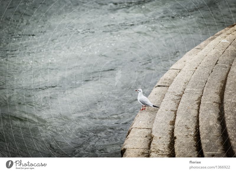 The Seagull and the Rhine Vacation & Travel Tourism Trip Far-off places Sightseeing Environment Nature Water Bad weather River bank Koblenz Tourist Attraction