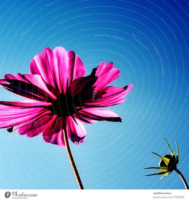 Monday Flower Blossom Bud Sky Beautiful weather Blue sky Summer Summerflower Cosmos Park Garden Bed (Horticulture) Esthetic cdcover