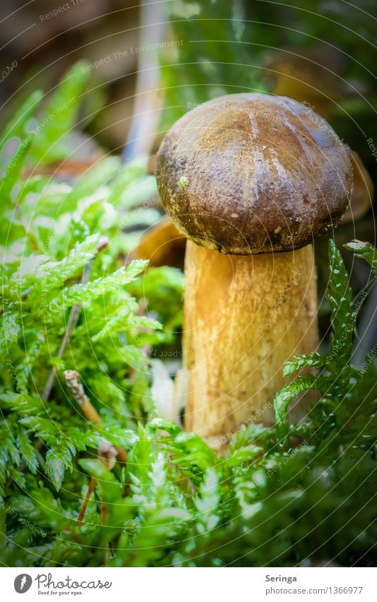 In the spotlight Environment Nature Landscape Plant Animal Grass Moss Fern Garden Park Meadow Field Forest Eating Growth Mushroom Mushroom cap Mushroom picker