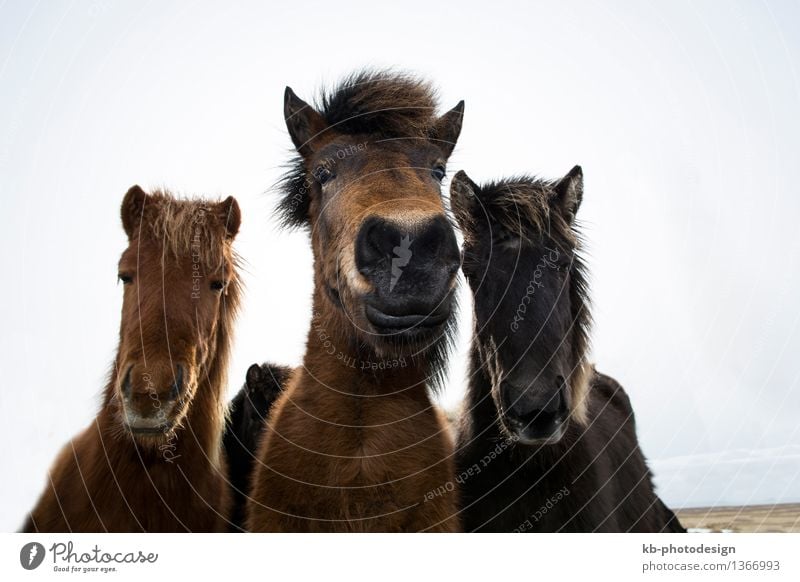 Curious Icelandic horses in spring Vacation & Travel Adventure Wild animal Horse 3 Animal Observe Iceland pony Iceland ponies snow weather Bangs ride mammal