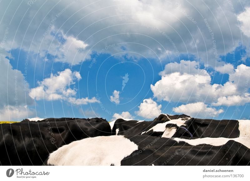 Black Forest horizon Clouds Beautiful White Cow Agriculture Horizon Sky Mammal Weather Blue Back Contrast