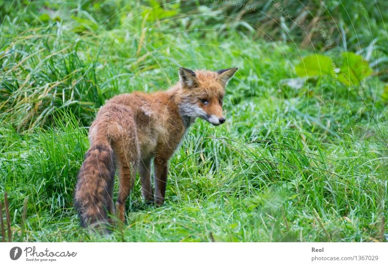 Fox III Nature Plant Animal Grass Meadow Forest Wild animal 1 Brown Green Red Hunting Red fox Watchfulness Free Tousled Pelt Colour photo Subdued colour