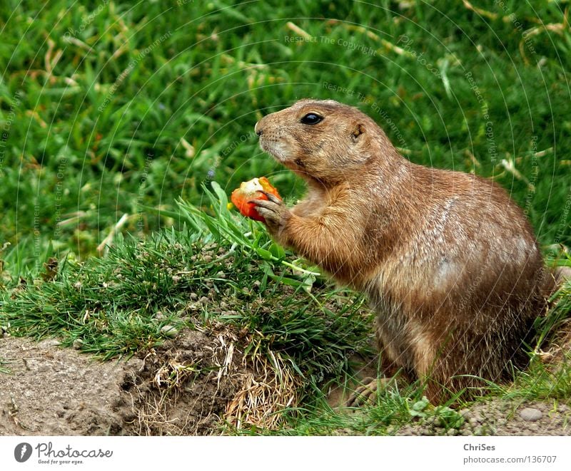 Prairie dog (Cynomys) Ground squirrel Marmot Rodent Dog Steppe Pelt Timidity Animal Mammal Americas Speed To feed Cave Green Gray Brown North America