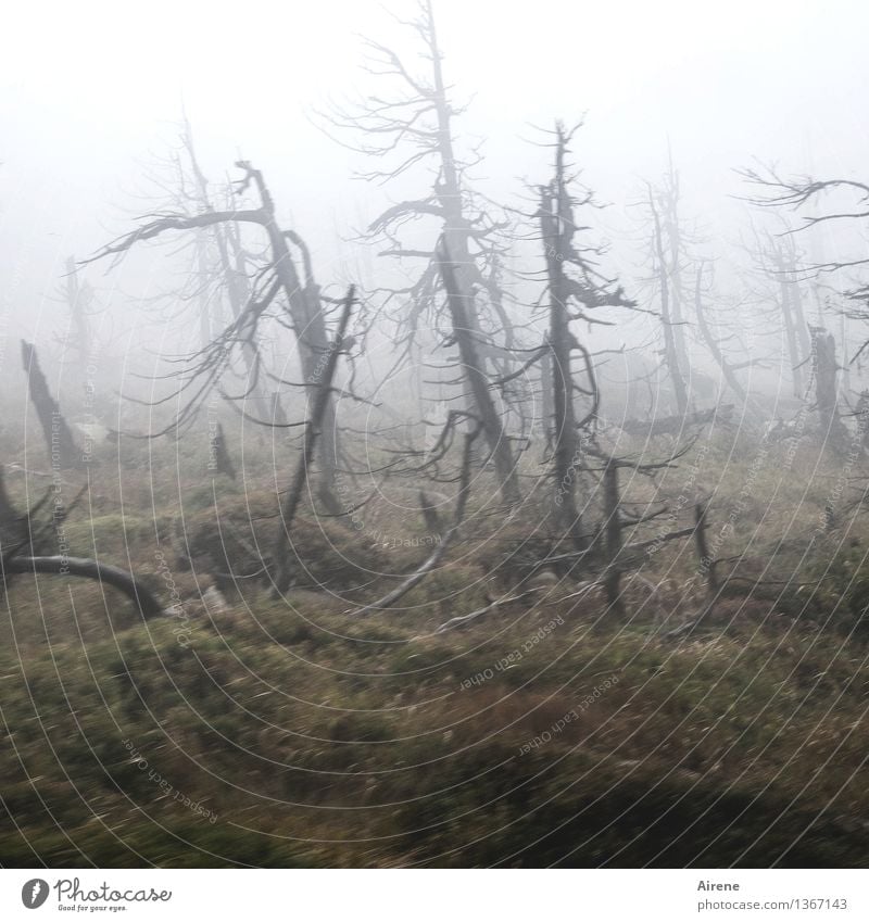 shapes Fog Tree Weather Bad weather Tree stump Forest Mountain Brocken Harz Ghosts & Spectres Threat Dark Creepy Wild Gray Fear Dangerous Bizarre Loneliness