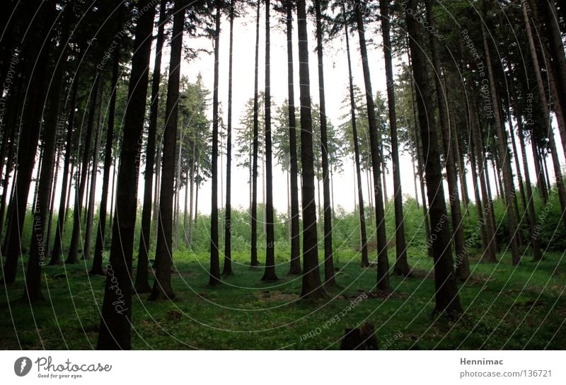 deer hunting ground Forest Tree Dark Green Coniferous forest Fir tree Spruce Tree trunk Clearing Light Moody Dark green Hiking Hunting Exterior shot