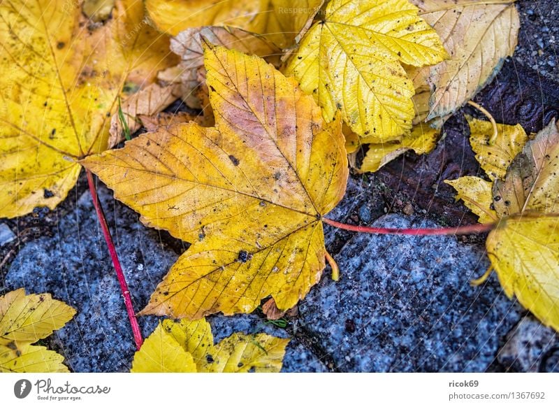 autumn leaves Nature Plant Autumn Climate Leaf Street Lanes & trails Blue Yellow Red Moody pavement Colour Orange Seasons Autumn leaves Colour photo