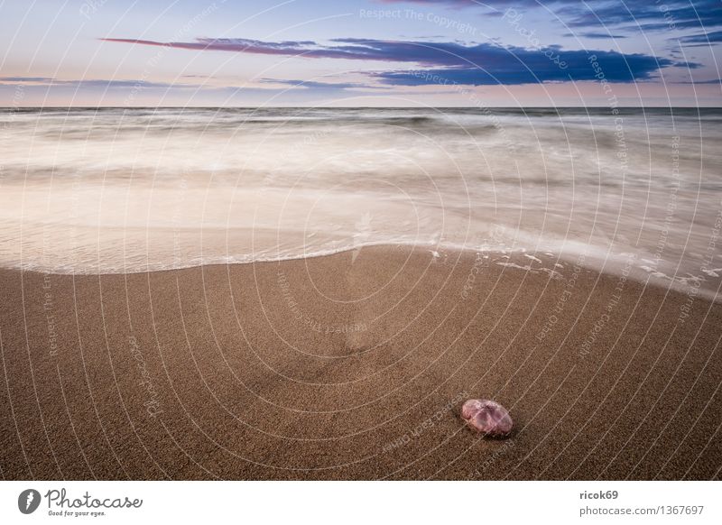 Baltic coast Relaxation Vacation & Travel Beach Ocean Nature Landscape Water Clouds Coast Baltic Sea Wild animal Jellyfish 1 Animal Old Romance Idyll Calm