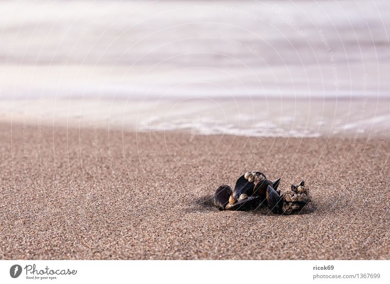 seashells Relaxation Vacation & Travel Beach Ocean Nature Landscape Water Coast Baltic Sea Mussel Idyll mytilus Mecklenburg-Western Pomerania Baltic coast