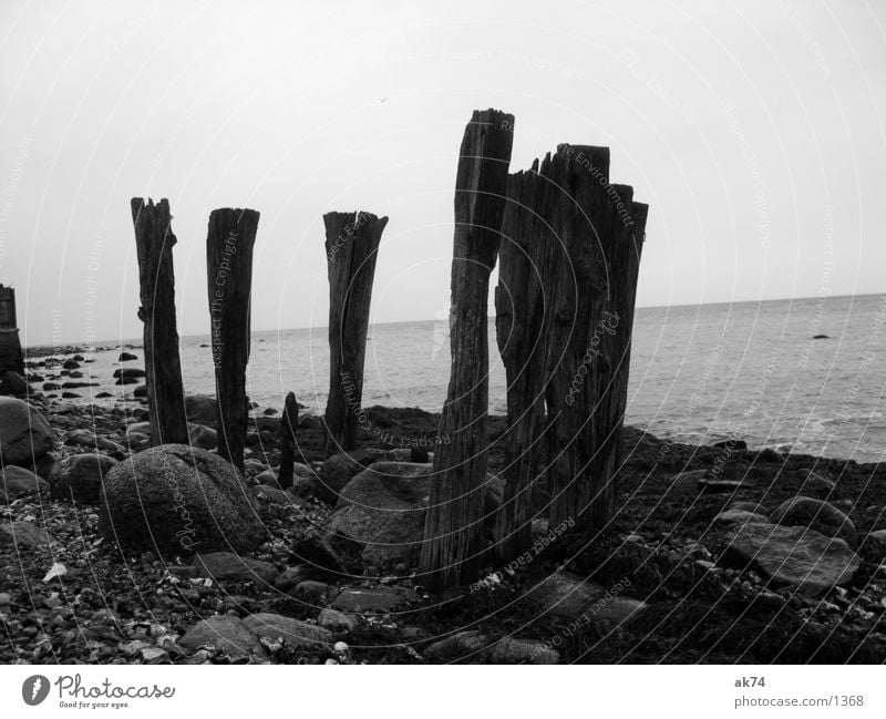 five Ocean Coast Wood Black White Baltic Sea