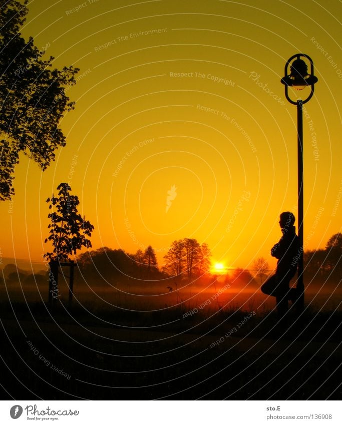 early morning | early riser Fellow Man Masculine Youth (Young adults) Moody Posture Lamp Lantern Lamp post Meadow Field Far-off places Sunrise Morning Tree