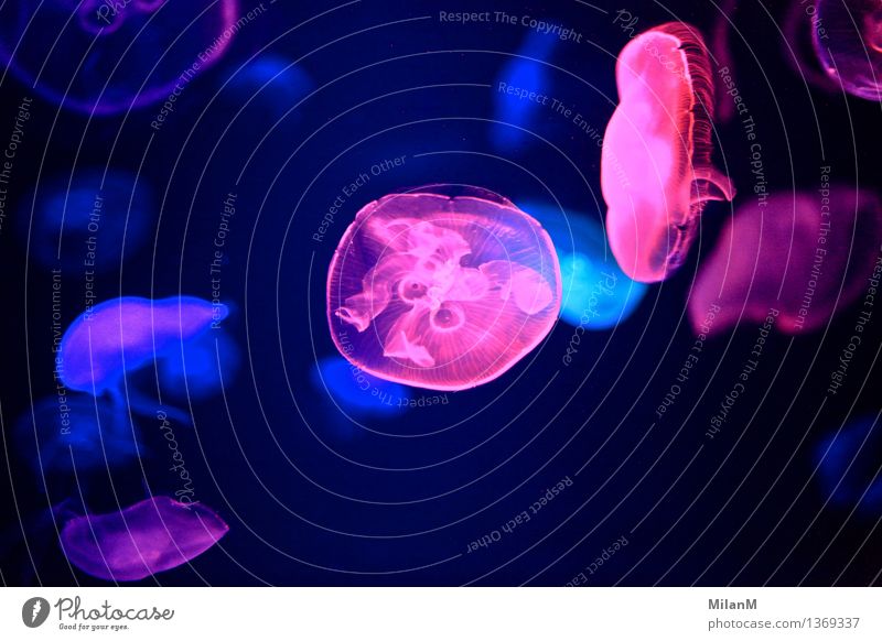 jelly Dive Jellyfish Aquarium Flock Wet Natural Beautiful Adventure Esthetic Experience Life Environment Vacation & Travel Colour photo Underwater photo