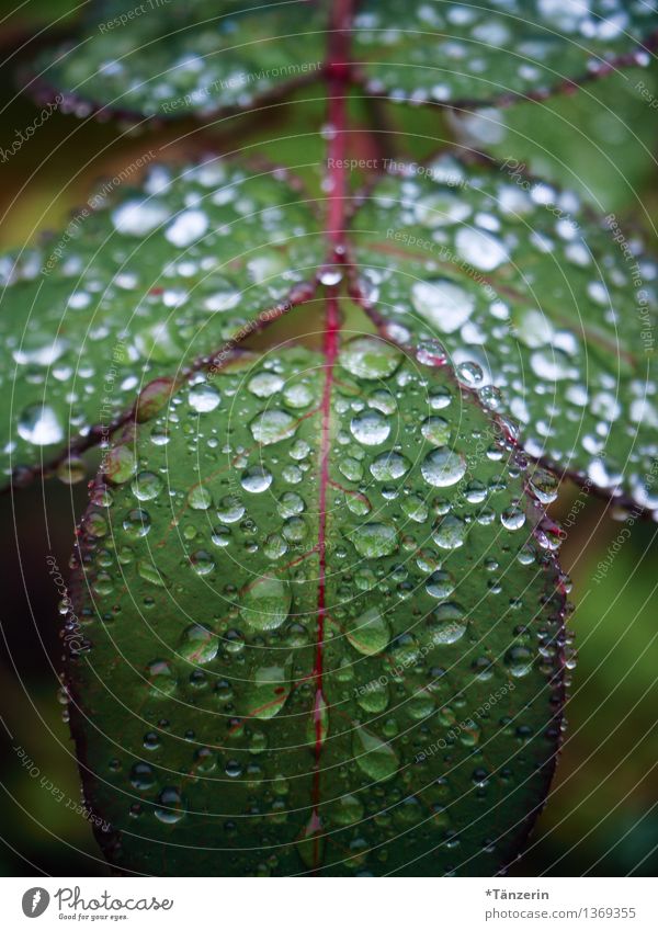 the rain has come Environment Landscape Plant Autumn Weather Bad weather Rain Flower Rose Leaf Garden Esthetic Fresh Cold Natural Beautiful Green Calm Sadness