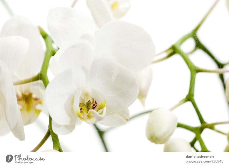 orchid Orchid Blossom Flower Delicate Light White Clean Pure Back-light Precious Background picture Virgin forest Macro (Extreme close-up) Close-up Beautiful