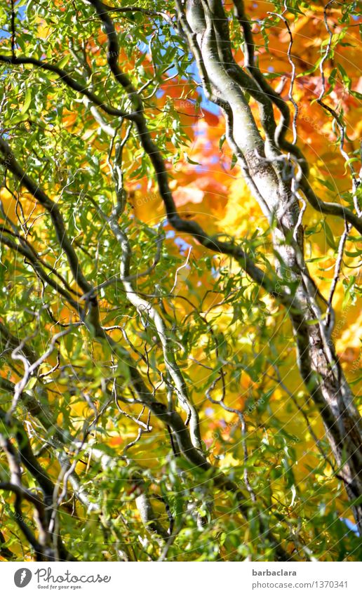 It's coming over. Nature Landscape Plant Autumn Beautiful weather Tree Leaf Twigs and branches Willow-tree Garden Line Illuminate Multicoloured Moody Colour