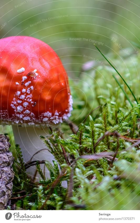 scrumptious Environment Nature Landscape Plant Animal Grass Moss Fern Garden Park Meadow Field Forest Growth Amanita mushroom Mushroom Mushroom cap Colour photo