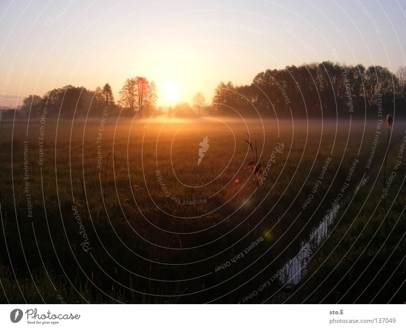 early morning fog. Fellow Man Masculine Moody Posture Lamp Meadow Field Far-off places Sunrise Morning Tree Treetop Leaf Horizon Silhouette Black Shadow Darken