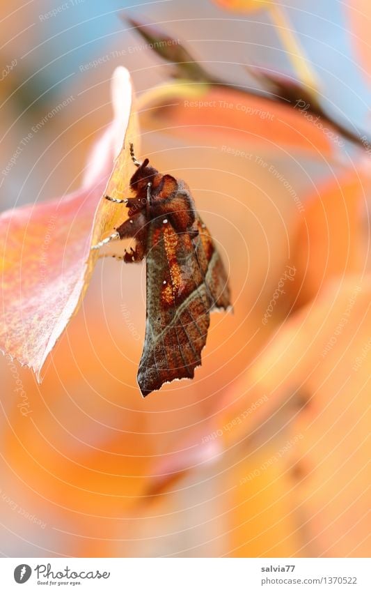 resting position Nature Plant Animal Autumn Beautiful weather Bushes Leaf Twig Autumnal colours Butterfly Wing Insect Dusky Screech Owl Noctuid moth Moth 1