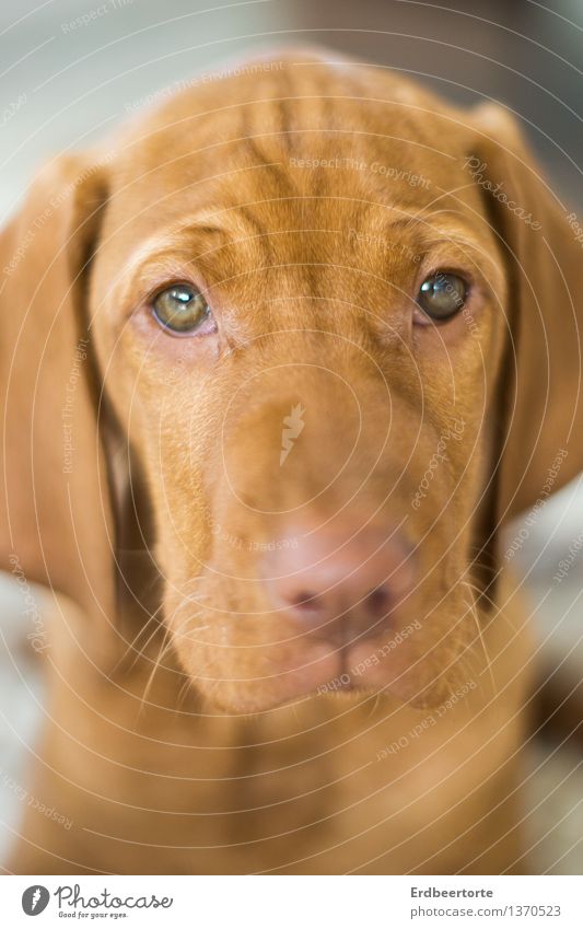 Do not cloud any water Animal Pet Dog Animal face 1 Baby animal Beautiful Cute Soft Brown Sadness Fatigue Exhaustion Ben Vizsla puppy Magyar Vizsla Hound