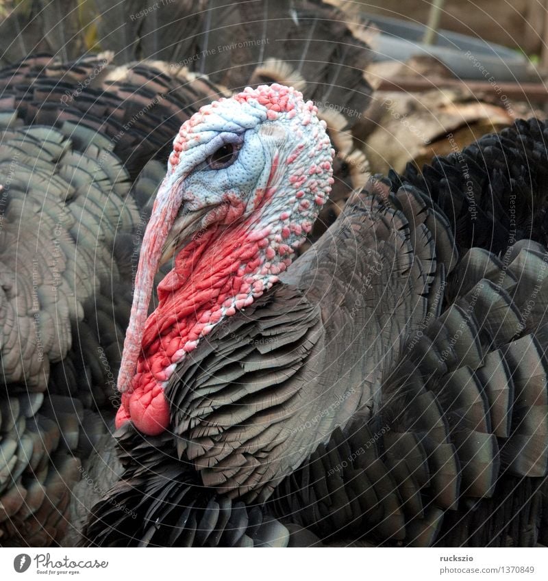 Bronze turkeys, turkeys, poultry, turkey, Pet Farm animal Bird Threat Dangerous bronze turkeys Hen house poultry Turkey turkey breed Chicken Bird Ornithology