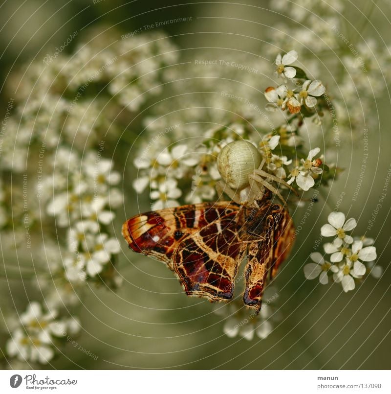 Poison bite in the butterfly neck Crab spider Butterfly Appetite Nutrition Articulate animals Spider Edge of the forest Insect Animal Blossom Flower White Brown