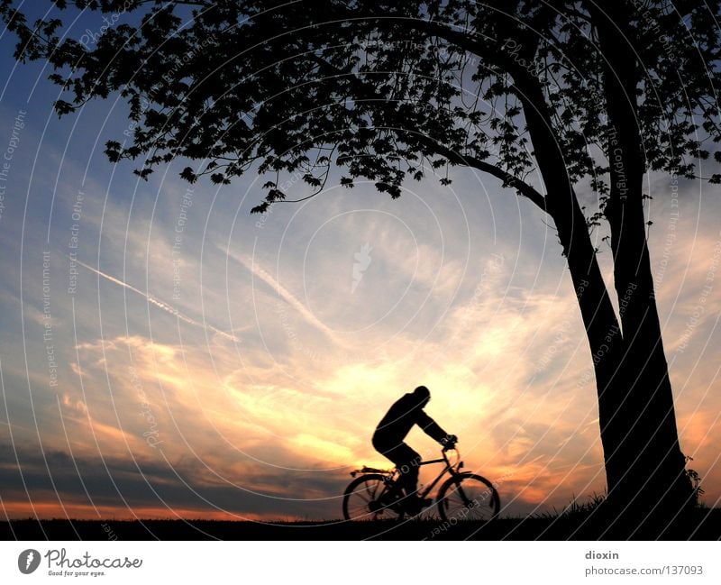 the long way home Evening Twilight Sunset Sunlight Homesickness Romance Tree Leaf Bicycle Man Leisure and hobbies Switch off Musculature Environment