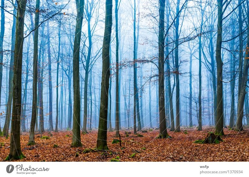 Magic forest in fog in blue and orange Spring Autumn Fog Tree Leaf Forest Dream Blue Surrealism Orange magic fantasy Enchanted forest Enchanted wood Mystic