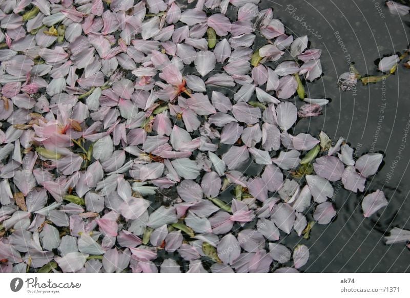 Spring is over Blossom Leaf Blossom leave Cherry Puddle Pink Water Macro (Extreme close-up)