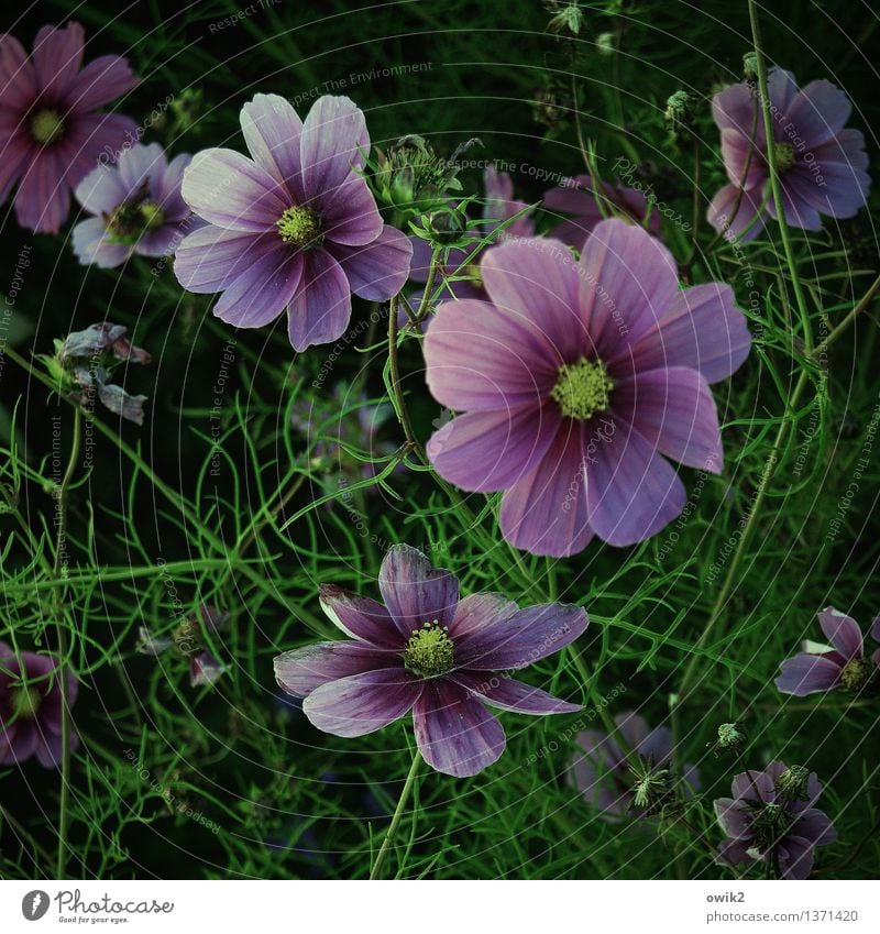 Cosmic jewellery basket Environment Nature Landscape Plant Beautiful weather Flower Blossom Cosmos Blossoming Fragrance Illuminate Growth Fresh Glittering Happy