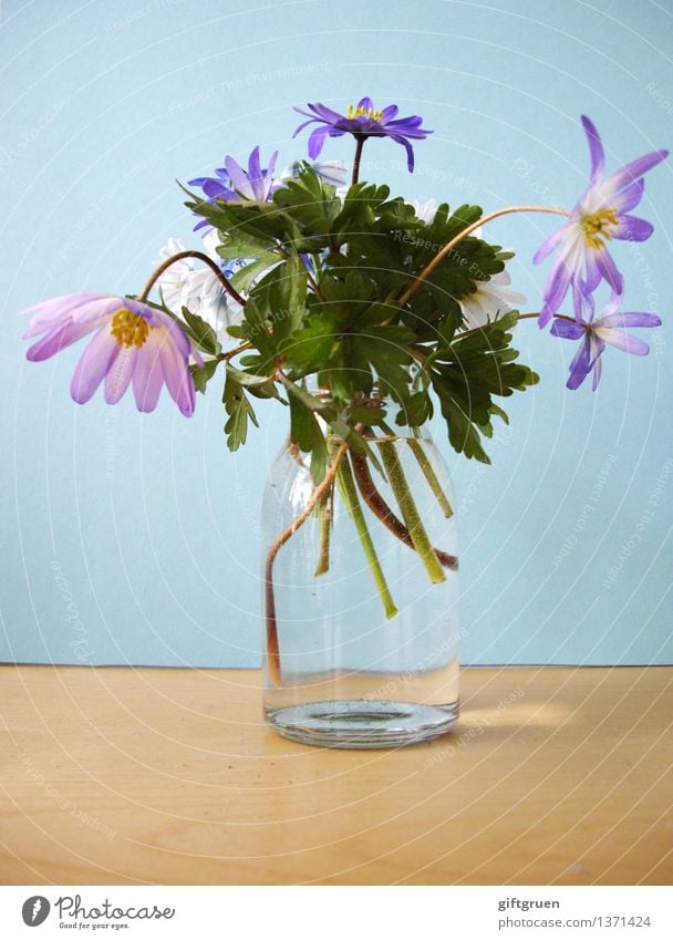 Spring in a glass Plant Flower Leaf Blossom Blossoming Spring flower Vase Glass Anemone Stalk Decoration Multicoloured Violet Pink Spring fever Bouquet