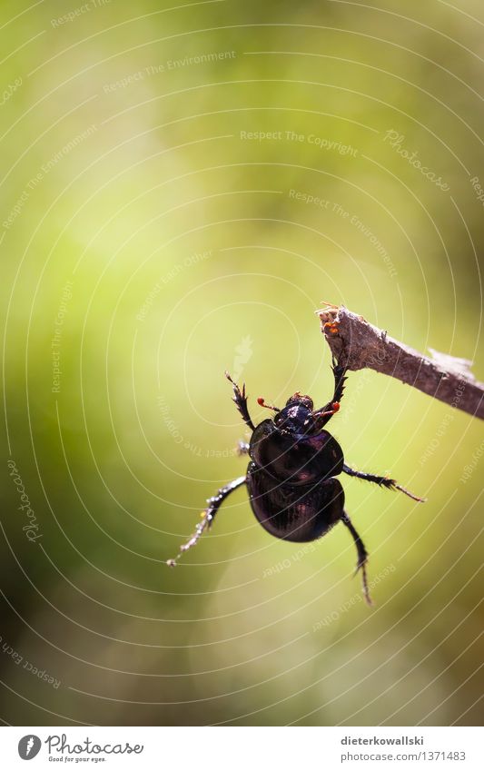 Geotrupidae Environment Nature Animal Wild animal Beetle dung beetle 1 Hang Green Black Colour photo Exterior shot Copy Space top Day Back-light